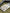 Kookaburra Stealth LE Cricket Bats